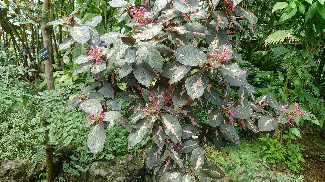 f:id:tosshii-plants:20180707204509j:image