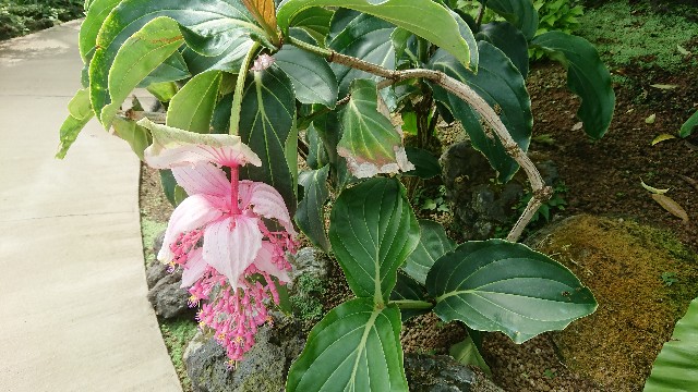 f:id:tosshii-plants:20180708223554j:image f:id:tosshii-plants:20180708223554j:image