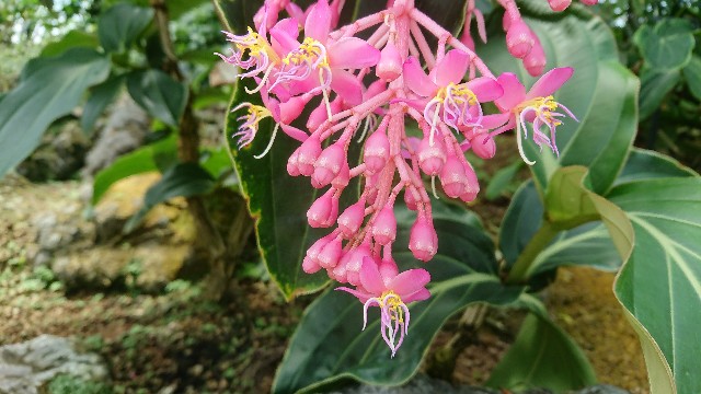 f:id:tosshii-plants:20180708223616j:image f:id:tosshii-plants:20180708223616j:image