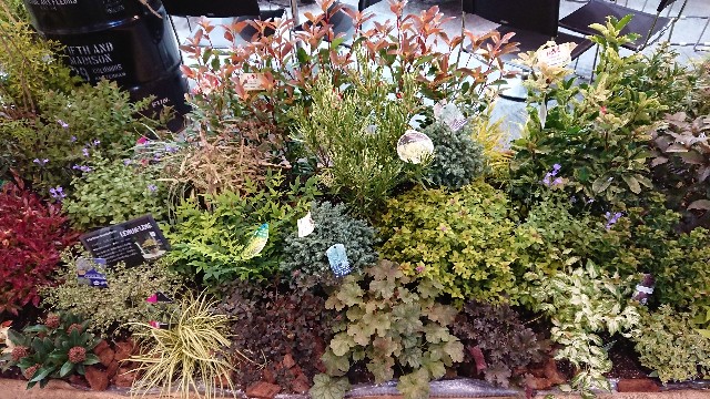 f:id:tosshii-plants:20181012204357j:image