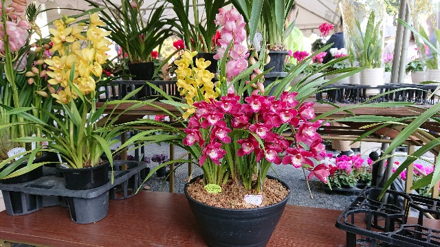 f:id:tosshii-plants:20181201214053j:image