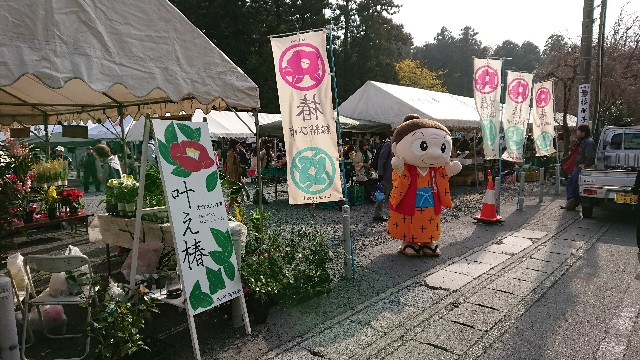 f:id:tosshii-plants:20181201214318j:image