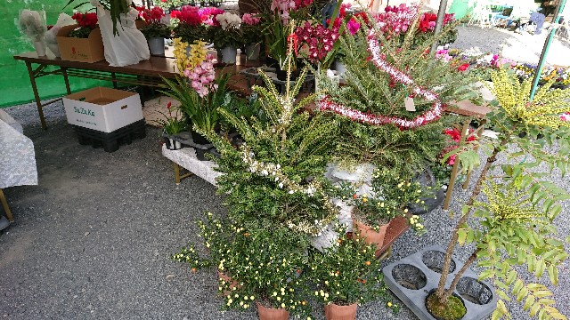 f:id:tosshii-plants:20181202185414j:image