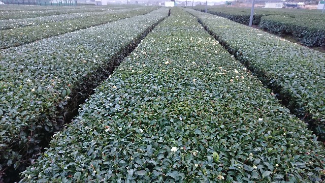 f:id:tosshii-plants:20181213000250j:image