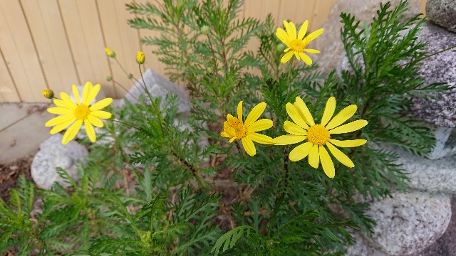 f:id:tosshii-plants:20181213224633j:image