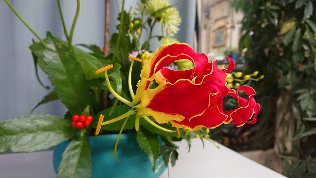 f:id:tosshii-plants:20181214220205j:image