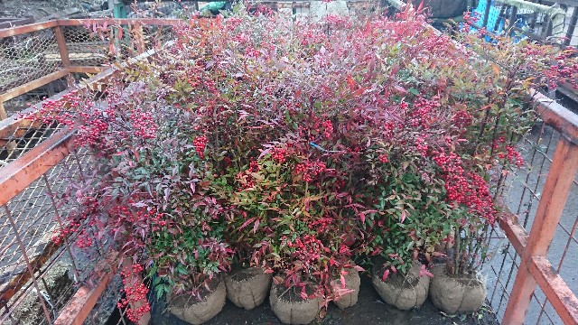 f:id:tosshii-plants:20181218210847j:image