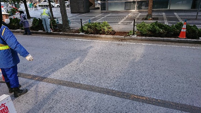 f:id:tosshii-plants:20181220175150j:image