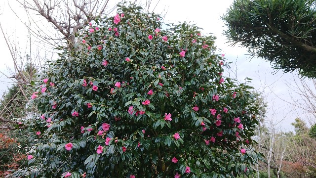 f:id:tosshii-plants:20181226211005j:image