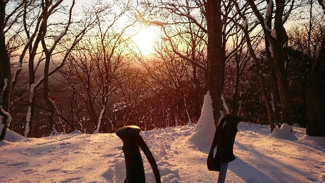 f:id:tosshii-plants:20190101201714j:image f:id:tosshii-plants:20190101201714j:image