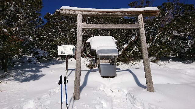 f:id:tosshii-plants:20190101202208j:image f:id:tosshii-plants:20190101202208j:image