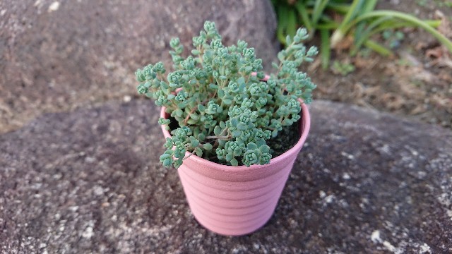 f:id:tosshii-plants:20190129172654j:image