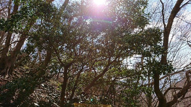 f:id:tosshii-plants:20190324221328j:image