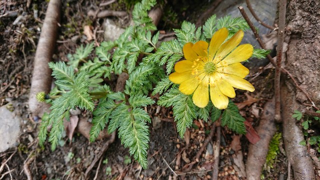 f:id:tosshii-plants:20190324221427j:image
