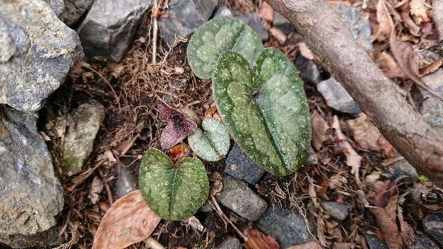 f:id:tosshii-plants:20190324221451j:image