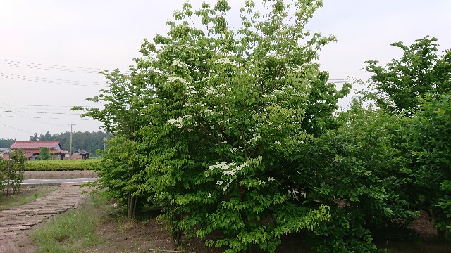 f:id:tosshii-plants:20190527205730j:image