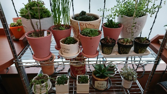f:id:tosshii-plants:20190529213147j:image