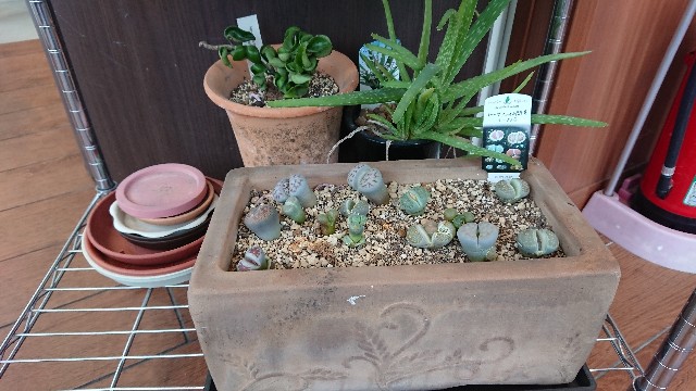 f:id:tosshii-plants:20190529213213j:image