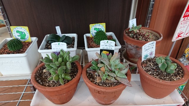 f:id:tosshii-plants:20190529213236j:image