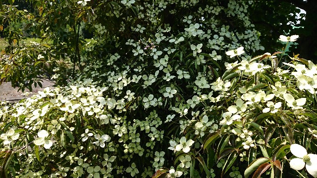 f:id:tosshii-plants:20190613211444j:image