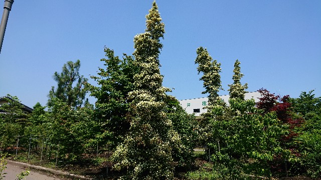 f:id:tosshii-plants:20190613211505j:image