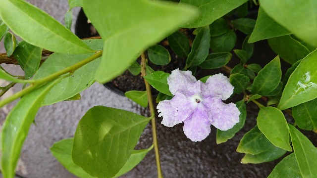 f:id:tosshii-plants:20190919220915j:image f:id:tosshii-plants:20190919220915j:image