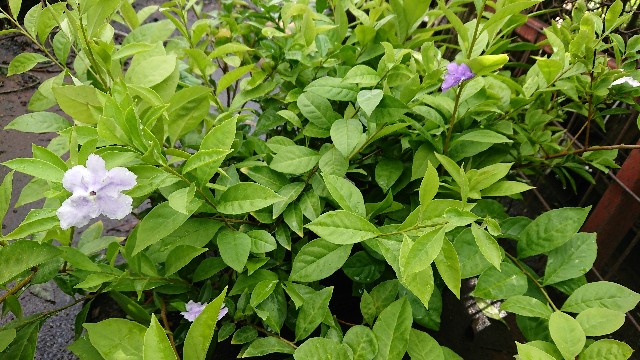 f:id:tosshii-plants:20190919220928j:image f:id:tosshii-plants:20190919220928j:image