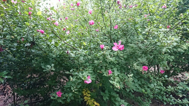 f:id:tosshii-plants:20190924201714j:image