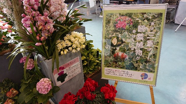 f:id:tosshii-plants:20191208193525j:image