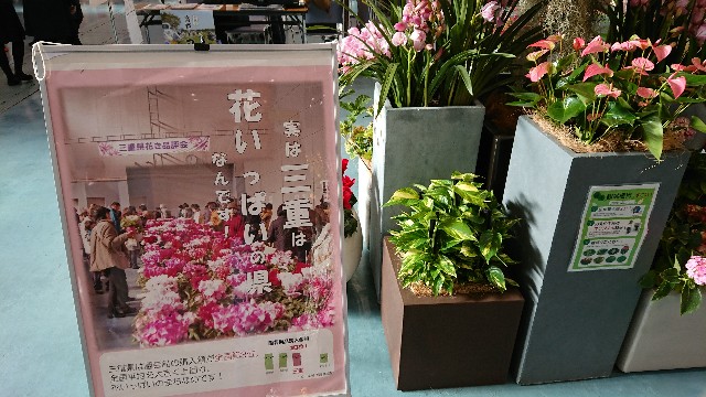 f:id:tosshii-plants:20191208193550j:image