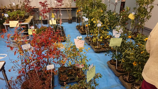 f:id:tosshii-plants:20191208193610j:image