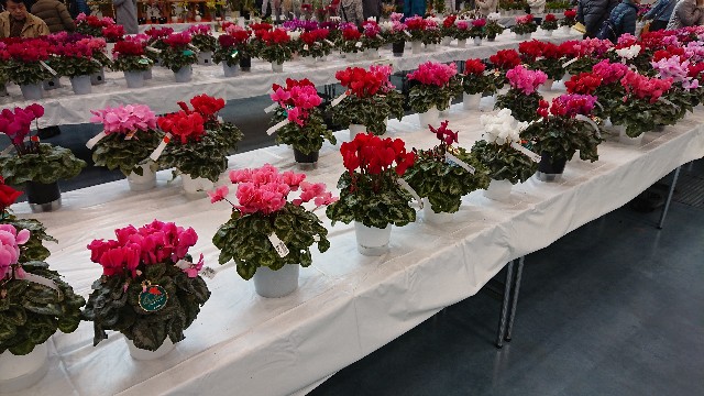f:id:tosshii-plants:20191208193703j:image