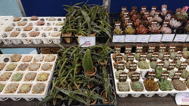 f:id:tosshii-plants:20191208193955j:image