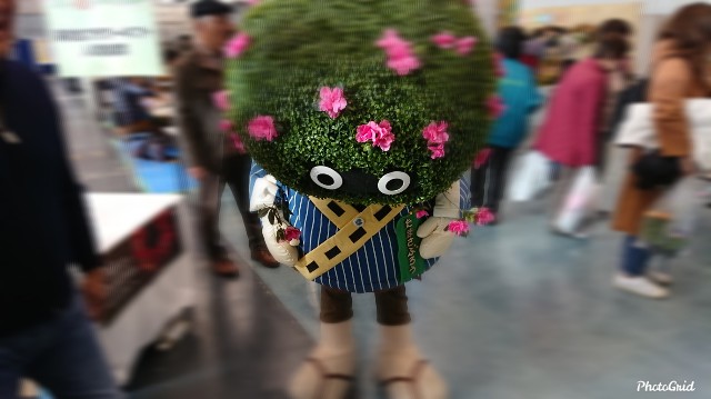 f:id:tosshii-plants:20191208194725j:image