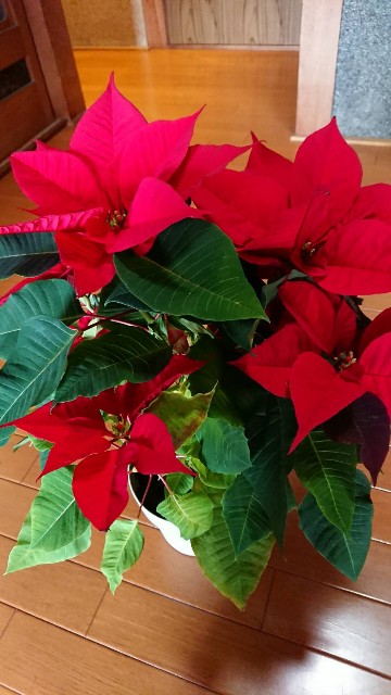 f:id:tosshii-plants:20191211223904j:image
