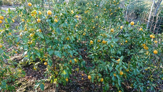 f:id:tosshii-plants:20200111205446j:image