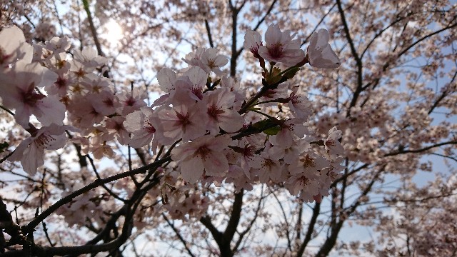 f:id:tosshii-plants:20200404211342j:image