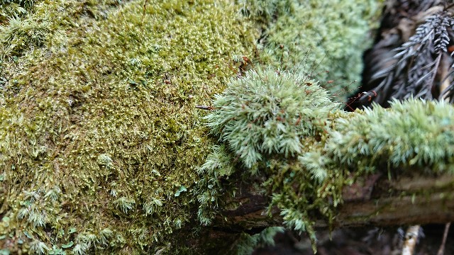 f:id:tosshii-plants:20200405182041j:image