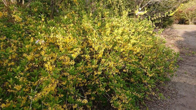 f:id:tosshii-plants:20200415225205j:image
