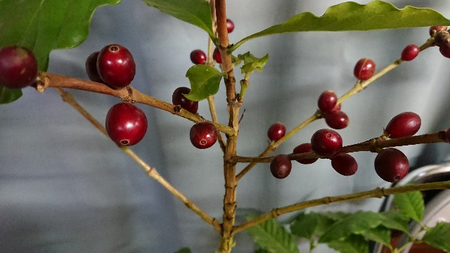 f:id:tosshii-plants:20200418205622j:image f:id:tosshii-plants:20200418205622j:image