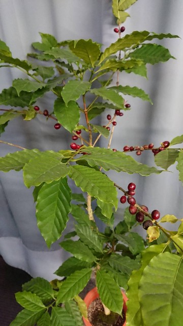 f:id:tosshii-plants:20200418205638j:image f:id:tosshii-plants:20200418205638j:image
