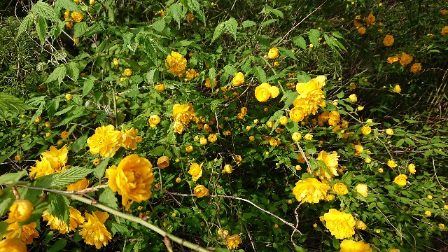 f:id:tosshii-plants:20200423193741j:image