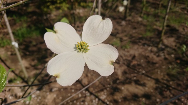 f:id:tosshii-plants:20200501190406j:image
