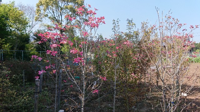 f:id:tosshii-plants:20200501193356j:image