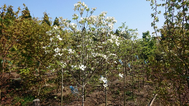 f:id:tosshii-plants:20200501193421j:image