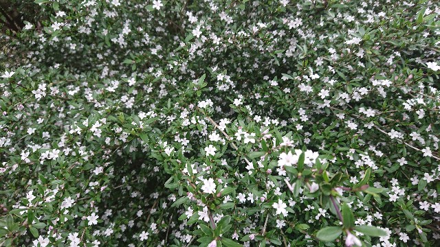 f:id:tosshii-plants:20200523211127j:image