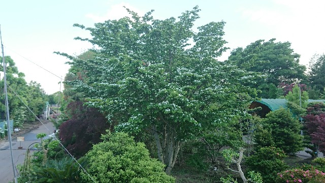 f:id:tosshii-plants:20200528183327j:image
