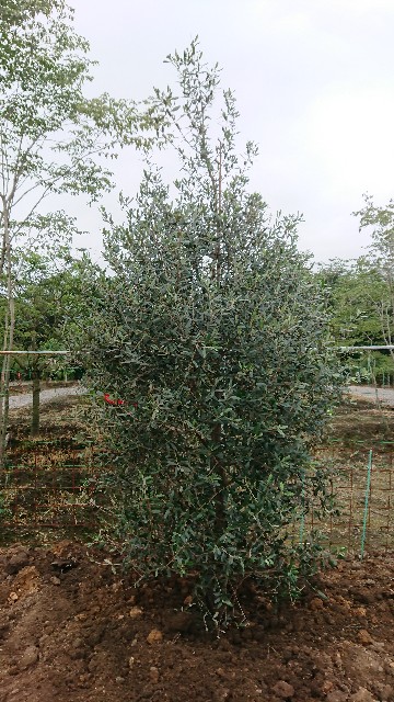 f:id:tosshii-plants:20200724192628j:image