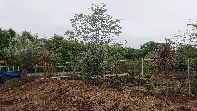 f:id:tosshii-plants:20200724192652j:image