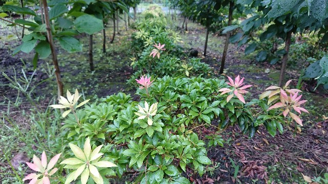 f:id:tosshii-plants:20200725215240j:image
